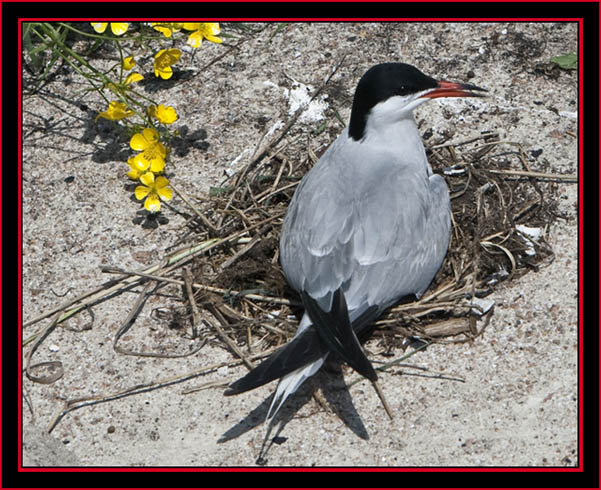 Nesting Common Tern - Maine Coastal Islands National Wildlife Refuge