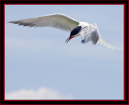 Common Tern in Flight - Maine Coastal Islands National Wildlife Refuge