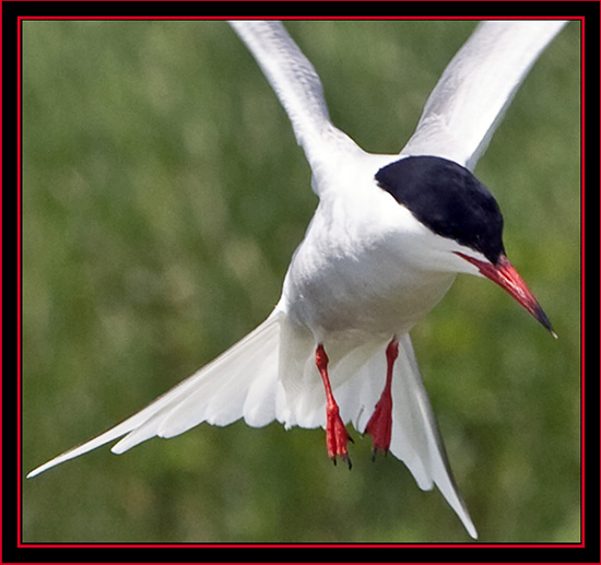 Common Tern in Flight - Maine Coastal Islands National Wildlife Refuge
