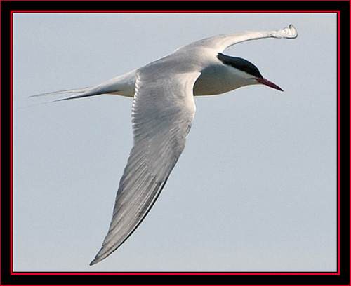 Common Tern in Flight - Maine Coastal Islands National Wildlife Refuge