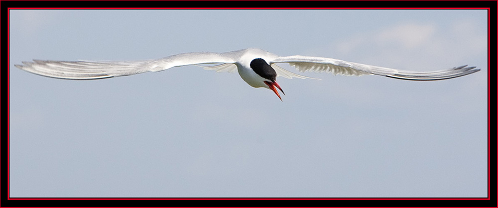 Common Tern in Flight - Maine Coastal Islands National Wildlife Refuge