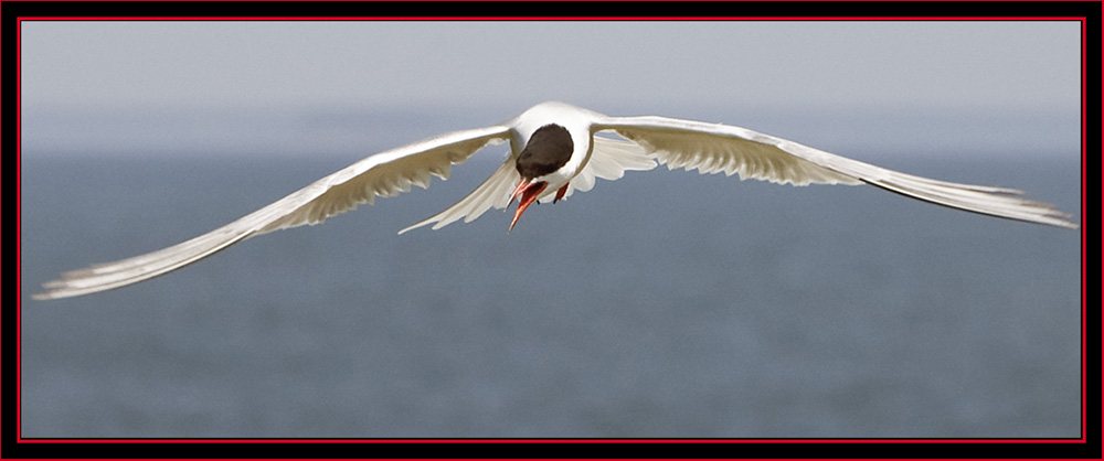 Common Tern in Flight - Maine Coastal Islands National Wildlife Refuge