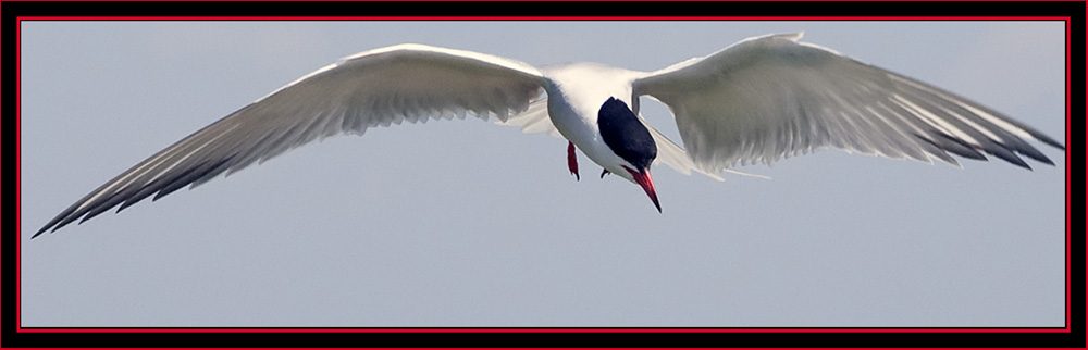 Common Tern in Flight - Maine Coastal Islands National Wildlife Refuge