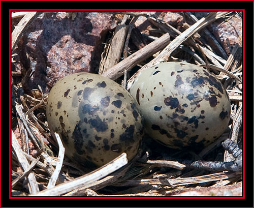 Common Tern Eggs - Maine Coastal Islands National Wildlife Refuge