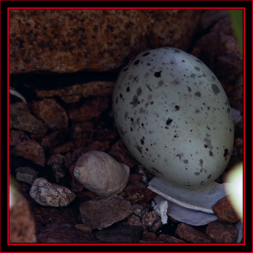 Black Guillemot Egg - Maine Coastal Islands National Wildlife Refuge