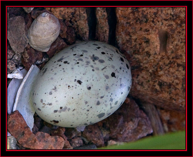 Black Guillemot Nest & Egg - Maine Coastal Islands National Wildlife Refuge