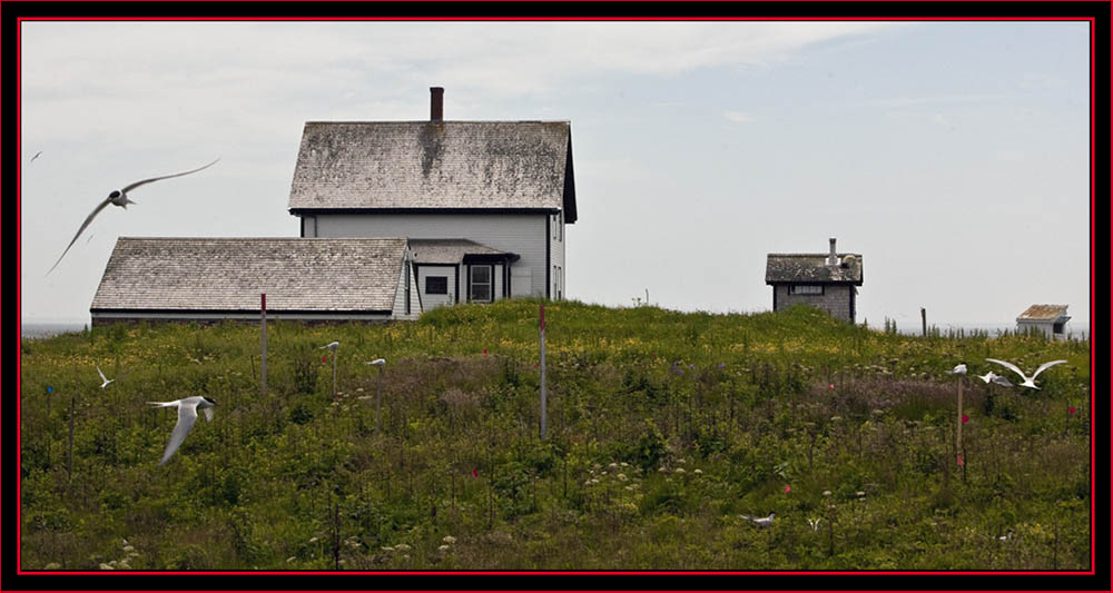 Island View- Maine Coastal Islands National Wildlife Refuge