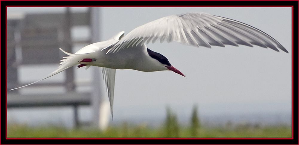 Arctic Tern in Flight - Maine Coastal Islands National Wildlife Refuge