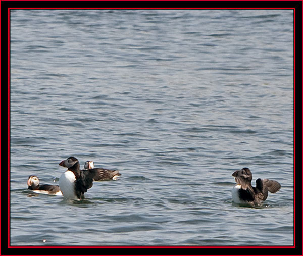 Atlantic Puffins - Maine Coastal Islands National Wildlife Refuge