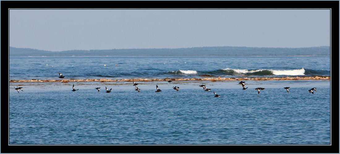 Black Guillemot Flight - Petit Manan Island - Maine Coastal Islands National Wildlife Refuge