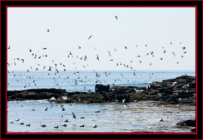 Seabirds Around PMI - Maine Coastal Islands National Wildlife Refuge