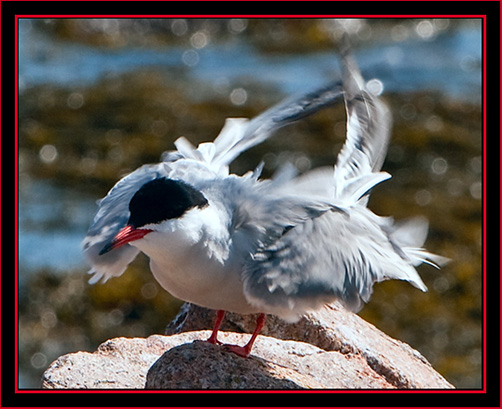 Common Tern - Maine Coastal Islands National Wildlife Refuge