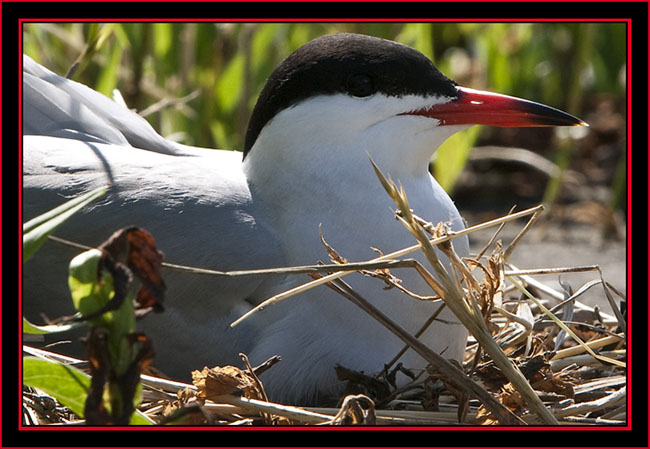 Common Tern on Nest - Maine Coastal Islands National Wildlife Refuge