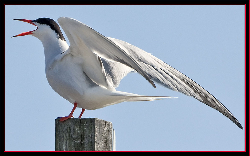 Common Tern- Maine Coastal Islands National Wildlife Refuge