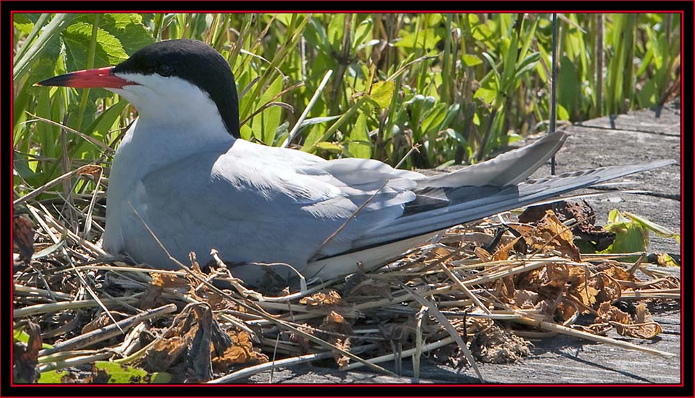 Nesting Common Tern - Maine Coastal Islands National Wildlife Refuge