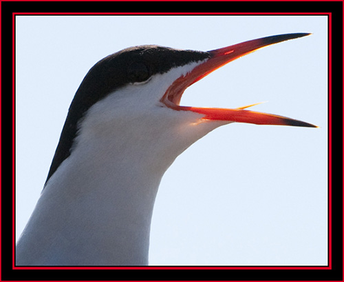 Common Tern - Maine Coastal Islands National Wildlife Refuge