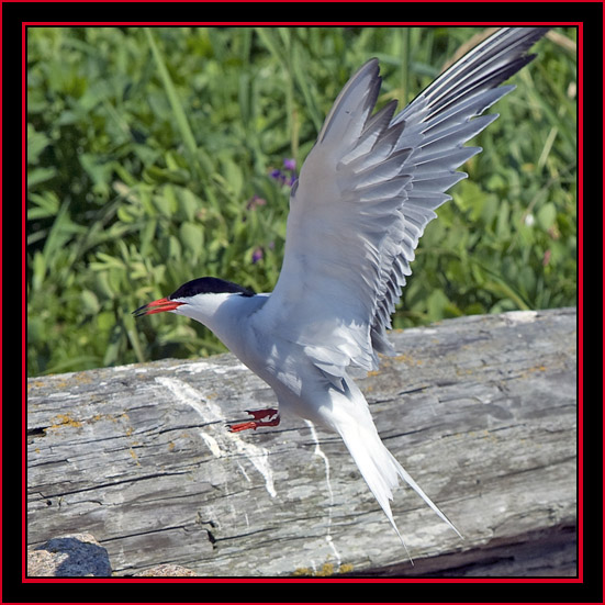 Common Tern  Flight Image - Maine Coastal Islands National Wildlife Refuge