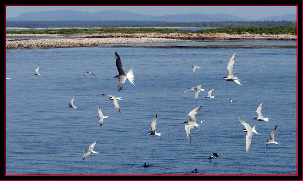 View Around the Boathouse- Maine Coastal Islands National Wildlife Refuge