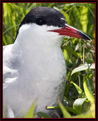 Common Tern - Maine Coastal Islands National Wildlife Refuge