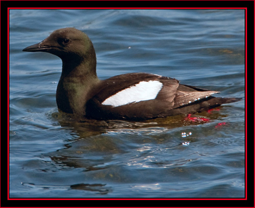 Black Guillemot - Maine Coastal Islands National Wildlife Refuge