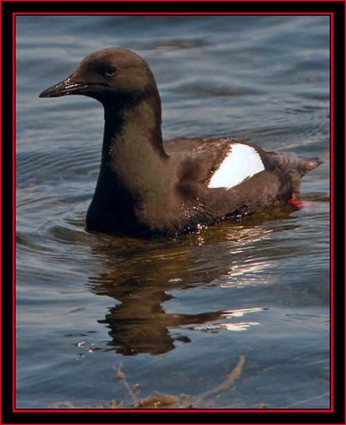 Black Guillemot - Maine Coastal Islands National Wildlife Refuge