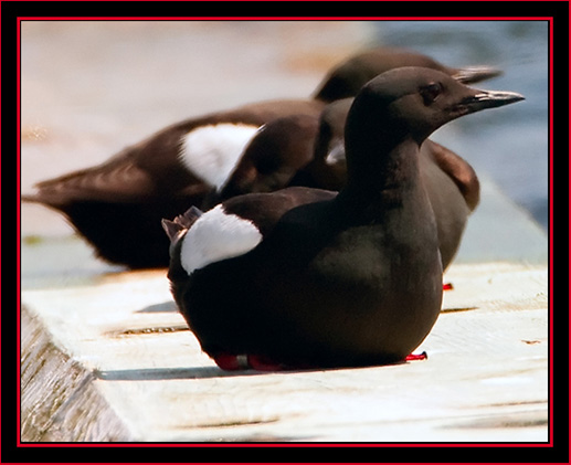 Black Guillemot - Maine Coastal Islands National Wildlife Refuge