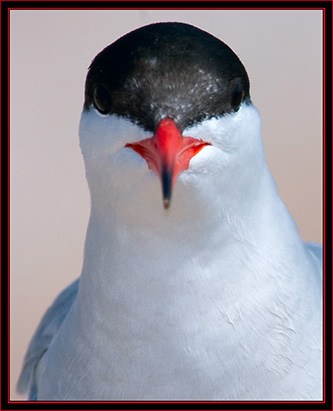 Common Tern - Maine Coastal Islands National Wildlife Refuge