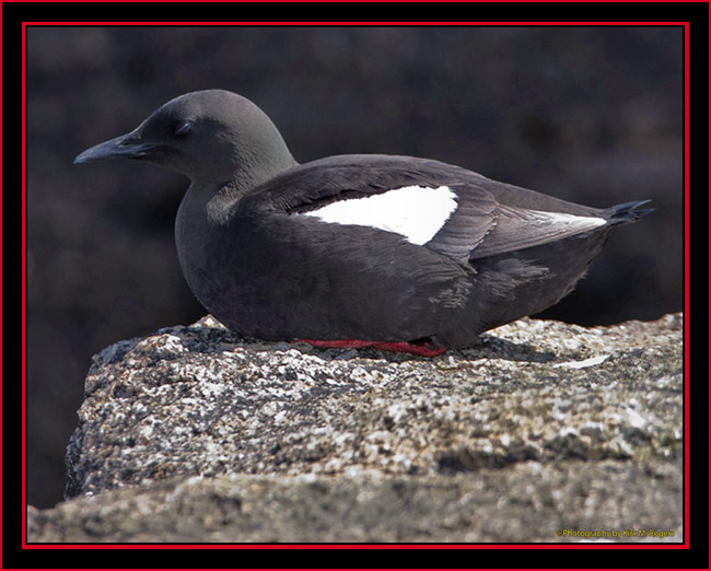 Black Guillemot - Maine Coastal Islands National Wildlife Refuge