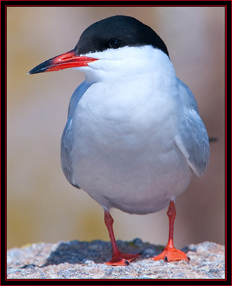 Common Tern - Maine Coastal Islands National Wildlife Refuge
