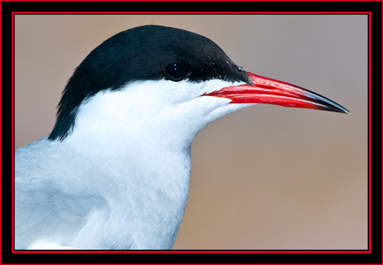 Common Tern in Profile - Maine Coastal Islands National Wildlife Refuge