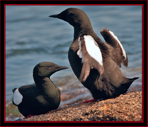 Black Guillemot - Maine Coastal Islands National Wildlife Refuge