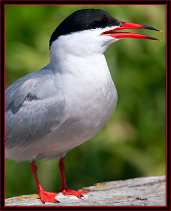 Common Tern - Maine Coastal Islands National Wildlife Refuge