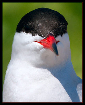Common Tern - Maine Coastal Islands National Wildlife Refuge
