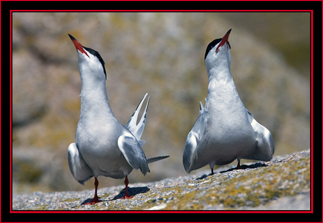 Common Tern Courtship Display - Maine Coastal Islands National Wildlife Refuge