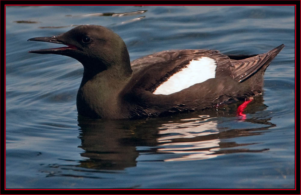 Black Guillemot - Maine Coastal Islands National Wildlife Refuge