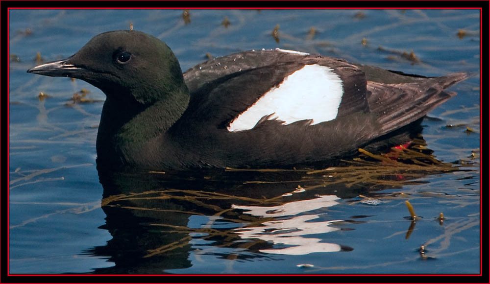 Black Guillemot - Maine Coastal Islands National Wildlife Refuge