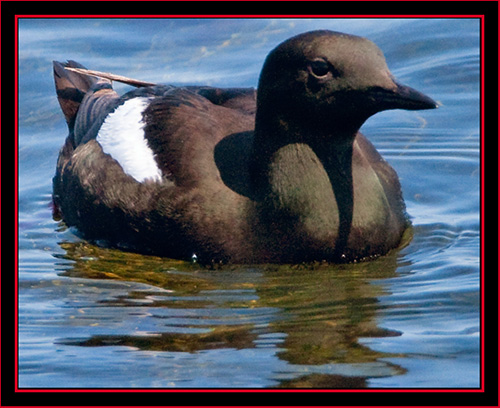 Black Guillemot - Maine Coastal Islands National Wildlife Refuge