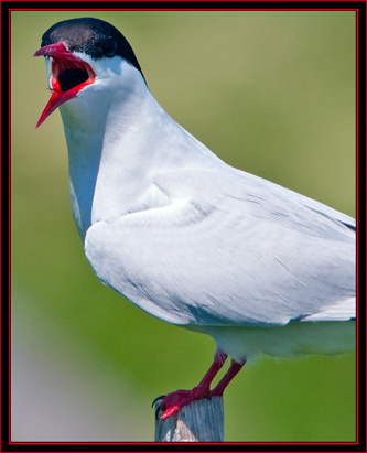 Arctic Tern - Maine Coastal Islands National Wildlife Refuge