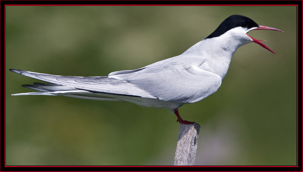 Arctic Tern - Maine Coastal Islands National Wildlife Refuge