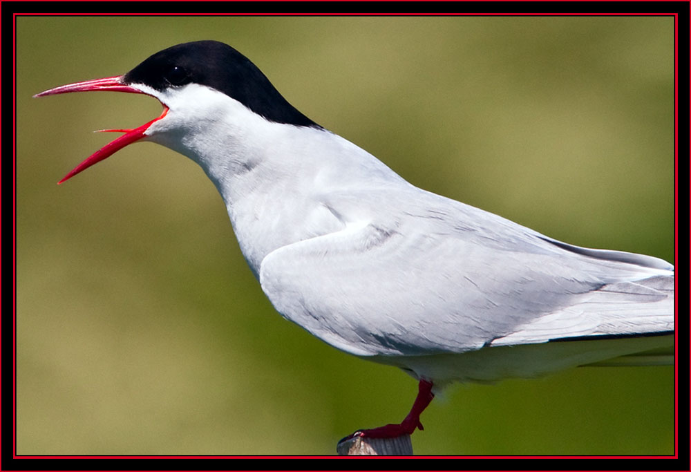 Arctic Tern - Maine Coastal Islands National Wildlife Refuge