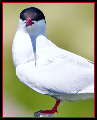 Arctic Tern - Maine Coastal Islands National Wildlife Refuge