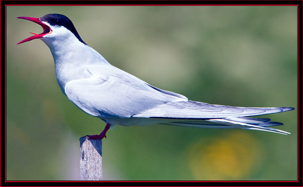 Arctic Tern - Maine Coastal Islands National Wildlife Refuge