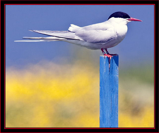 Arctic Tern - Blue Sky Above, Flowers Below - Maine Coastal Islands National Wildlife Refuge