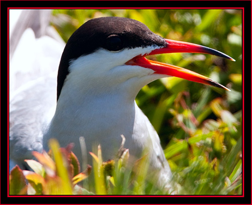 Common Tern - Maine Coastal Islands National Wildlife Refuge