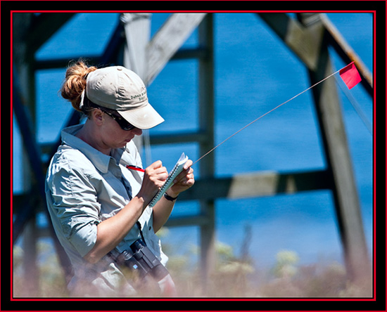 Amanda Boyd Working with the Terns- Maine Coastal Islands National Wildlife Refuge