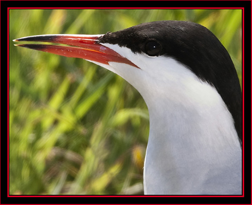 Common Tern - Maine Coastal Islands National Wildlife Refuge