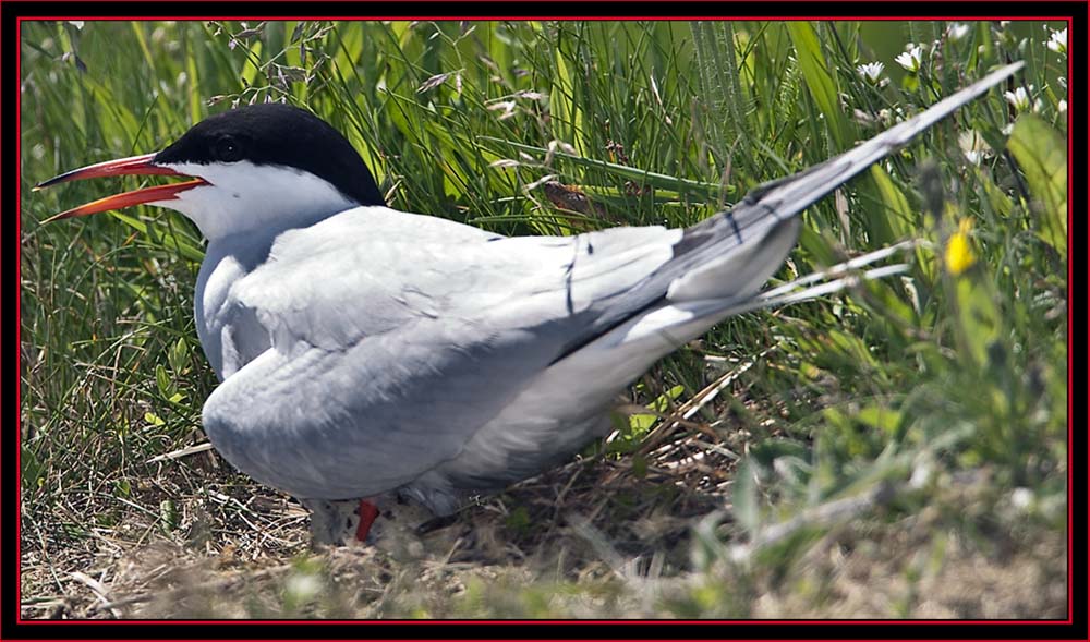 Nesting Common Tern - Maine Coastal Islands National Wildlife Refuge