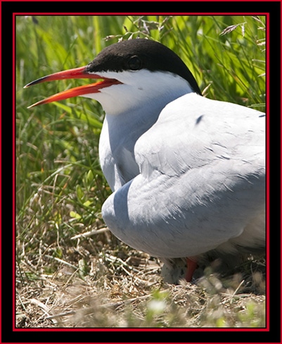 Nesting Common Tern - Maine Coastal Islands National Wildlife Refuge