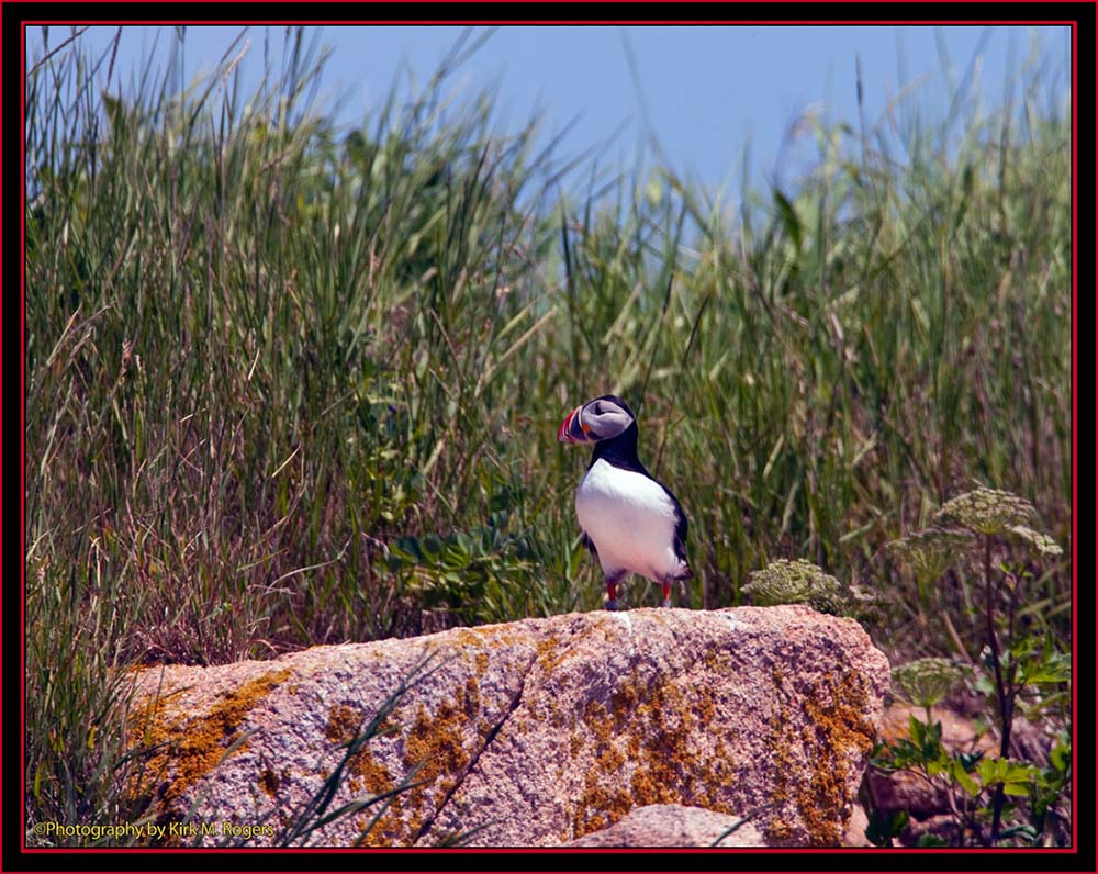 Atlantic Puffin - Maine Coastal Islands National Wildlife Refuge