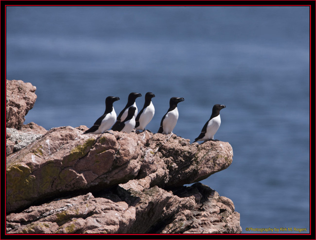 Razorbill Group - Maine Coastal Islands National Wildlife Refuge